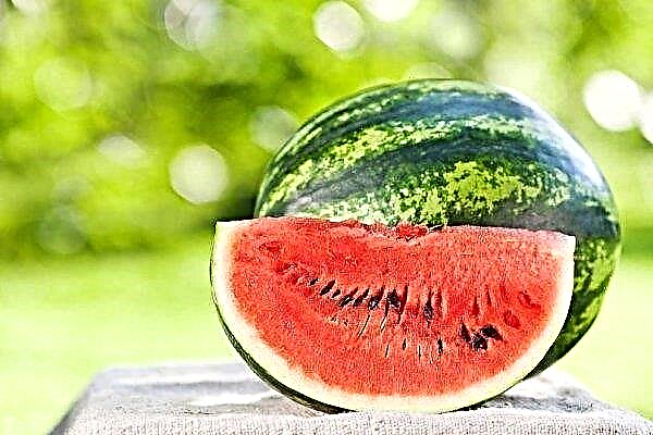 Welche Vitamine sind in einer Wassermelone enthalten: chemische Zusammensetzung und nützliche Eigenschaften
