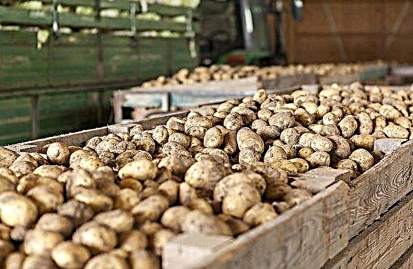 أصناف البطاطس تشايكا: خصائص وخصائص العناية بالزراعة والغرس ، الصورة