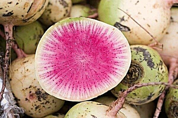 Ředkvičky melounu: výhody a poškození, historie výběru, výsadba a péče, fotografie