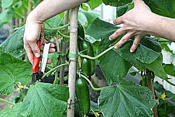 How to cut cucumbers: whether and how to do it correctly, video