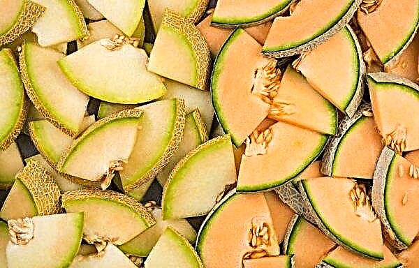 Zakaj melona ima grenak okus: ali je mogoče jesti in kako izbrati