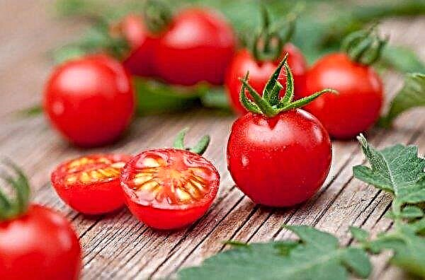 طماطم الكرز: الزراعة (في الأرض المفتوحة وفي الدفيئة) ، خاصة الرعاية ، القرص ، التغذية والري ، الصورة