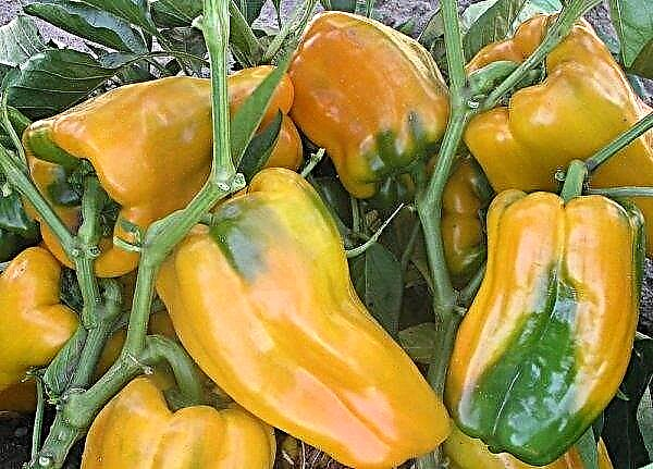 Gemini pepper f1: characteristics and description of the variety, photo, yield, planting and care