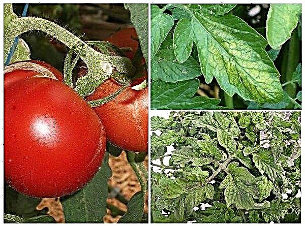 Tomate "Chapeau de Monomakh": caractéristiques et description de la variété, photo, rendement, plantation et entretien