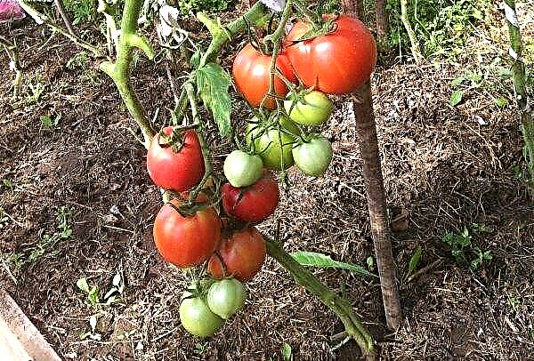 Tomato Moje láska F1: popis a vlastnosti, pěstování a péče o odrůdu, výnos, fotografie