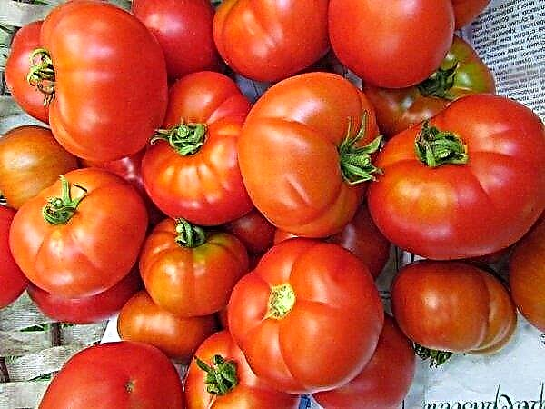 Snowdrop de tomate: descripción y características de un tomate, cultivo y cuidado, foto
