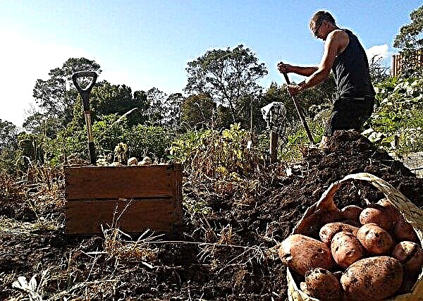 Variétés de pommes de terre Red Fantasy: description et caractéristiques, plantation et entretien agricoles, photo