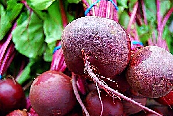 How to plant beets with seeds in open ground