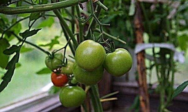 Tomato Verlioka - characteristics and description of the variety, reviews with photos