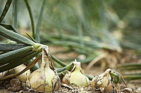 The technology of growing onions on greens (in a greenhouse, in the open ground): from seeds and seeds, in winter, photos, video