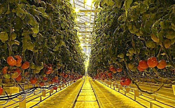 Sodium lamps for greenhouses: the principle of operation, varieties, pros and cons, safety rules