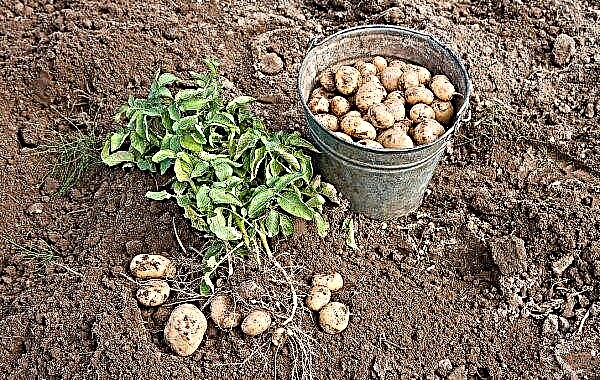 Potatoes varieties Isle of Jura: characteristics and description, pros and cons, technology of planting and care of the variety, photos, reviews