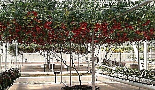 Pulpo de tomate F1: reseñas con fotos, cultivo en invernadero, productividad