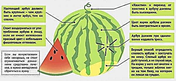 Watermelon Sugar baby: description and characteristics, especially planting and care, photo