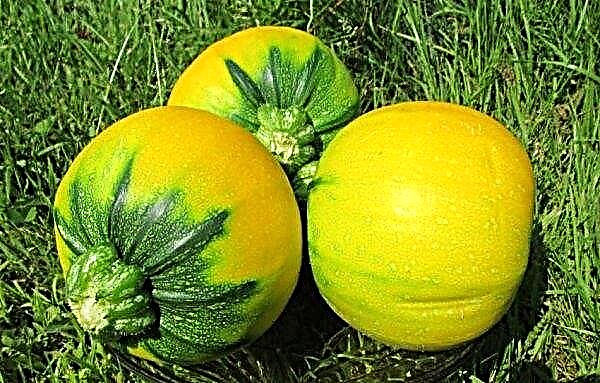 Zucchini Orange: description and characteristics of the variety, cultivation and care, methods of eating the fruit