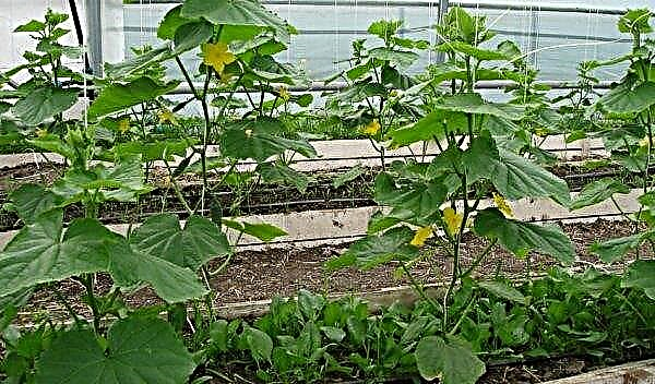 How to plant cucumbers in a greenhouse: which varieties are the best, how often, at what distance