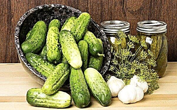 How to store salted cucumbers after salting: where and how much