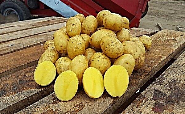 Kartoffel-Gala: Beschreibung, Eigenschaften, Geschmack der Sorte, Anbau und Pflege, Lagerungsmerkmale, Fotos, Video