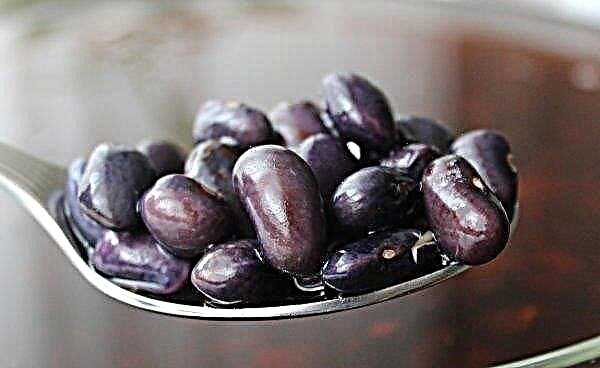 Black beans: benefits and harms, chemical composition, features of use and contraindications