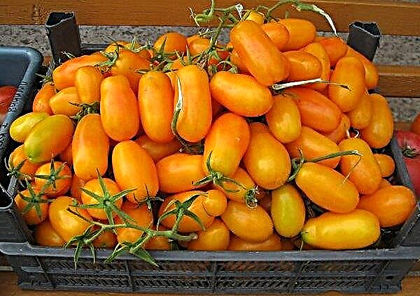 Tomato Banana legs - characteristics and description of the variety with a photo - reviews