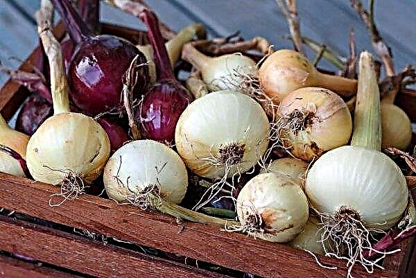 Is it possible to store onions in the cellar: features and basic storage rules