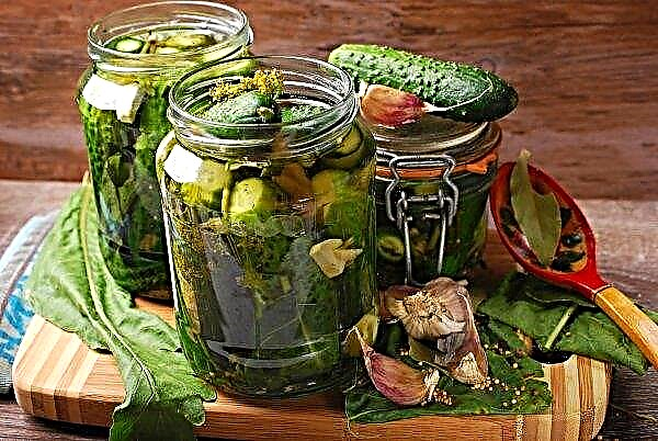 Hoe komkommers te bewaren: de lekkerste recepten voor de winter met een foto