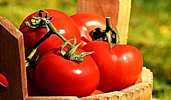 Tomato "Volgograd precocious 323": characteristics and description of the variety, photo, planting and care