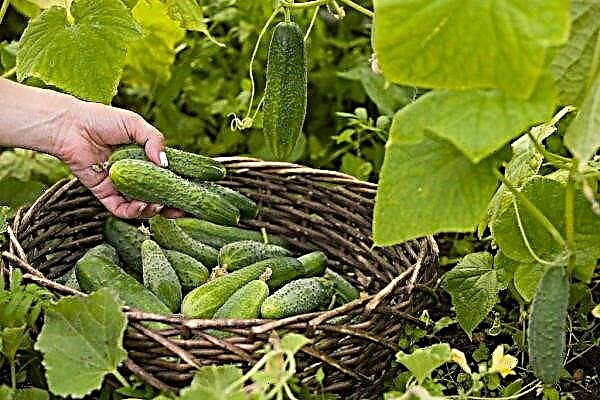 Hummingbird cucumber variety: characteristics and description of the variety, planting and care features, photo