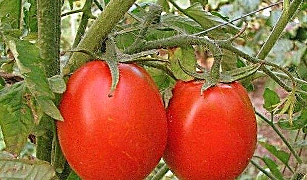 トマトバレンチナ：品種の特徴と説明、写真、収穫量、栽培と世話