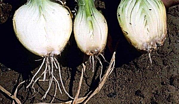 At what distance to plant onions before winter: basic rules, technology and optimal planting dates