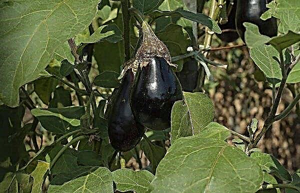 Why do eggplant leaves wither: the main reasons for what to do and how to solve the problem