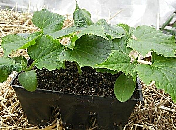 Diseases of seedlings of cucumbers: causes and symptoms of the appearance, methods of treatment and prevention of diseases of seedlings of cucumbers, photo