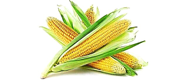 Comment peler le maïs à la maison: comment peler rapidement l'épi avant la cuisson, manuellement, vidéo
