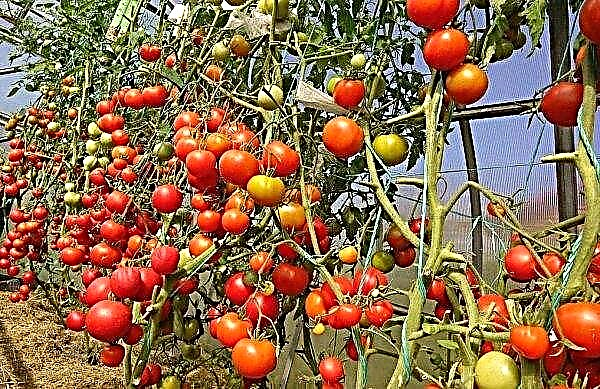Jak snížit rajčata ve skleníku: průvodce krok za krokem, základní pravidla, video