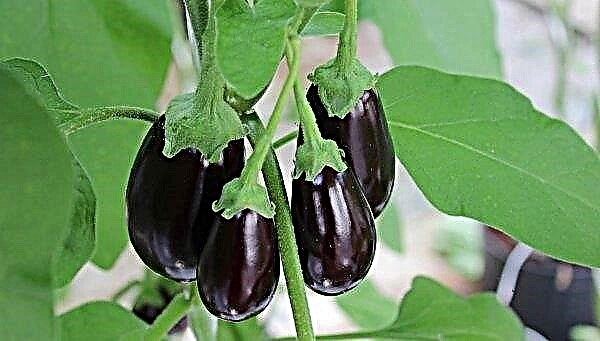 When to collect eggplant in a greenhouse: terms and basic rules