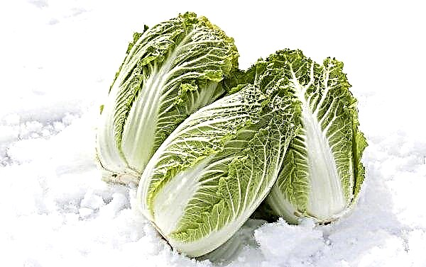 When to clean Beijing cabbage: terms and features of harvesting