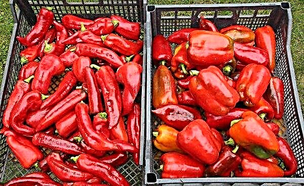 Pepper Kakadu : 다양성, 사진, 수확량, 재배의 특성 및 설명