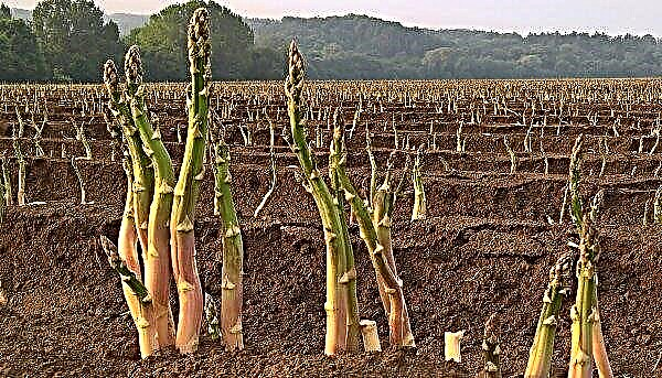 What is asparagus - how does it look - all about growing and caring with a photo