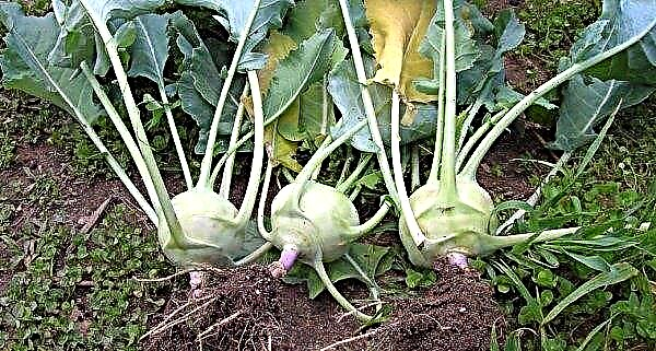 Features of growing and caring for kohlrabi in the open ground, photo