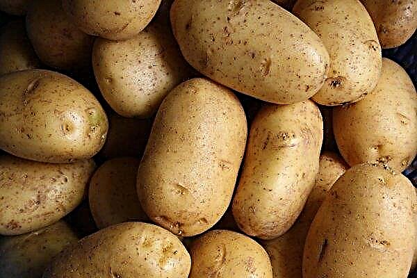 Varin potatoes: botanical description and characteristics, planting, growing and care, photo
