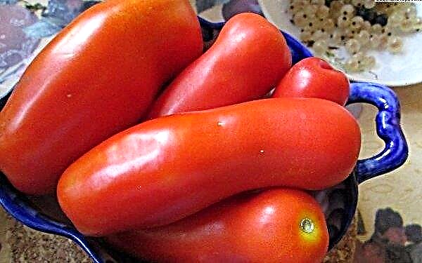 Pomidor Casanova: opis i cechy, cechy uprawy i plonów, zdjęcia