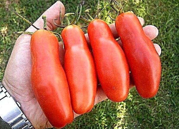 Tomato Auria: lajikkeen ominaisuudet ja kuvaus, kuva, sato, istutus ja hoito, arvostelut