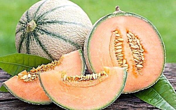Melon cantaloup: photo, description, taille, caractéristiques de culture