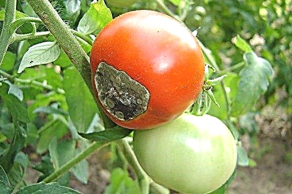 تحفة الطماطم التاي: خصائص ووصف التنوع ، الصورة ، المحصول ، الزراعة والرعاية ، المراجعات