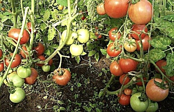 Фіолетові плями на листі томатів: причини появи, що робити і як позбутися, фото, відео