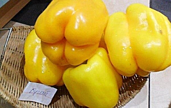 Pepper Bugay: description and characteristics, yield and feature of the variety, photo