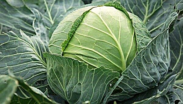 Sugarloaf cabbage: description, characteristics and taste, variety cultivation, photo
