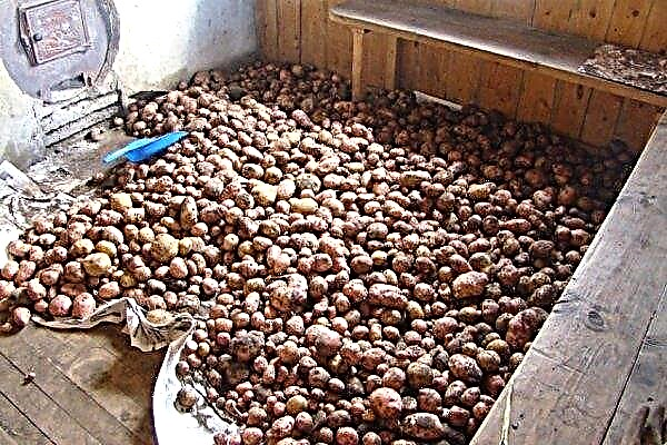 Odrůdy brambor Mayak: popis a vlastnosti odrůdy, výnos a pěstování, fotografie, recenze