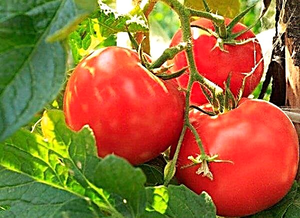Tomato "Big Beef" (Big Beef F1): خصائص وإنتاجية المجموعة ، الوصف ، الزراعة ، ميزات الرعاية ، الصور