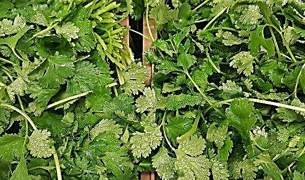 The benefits and harms of cilantro for women during pregnancy, contraindications